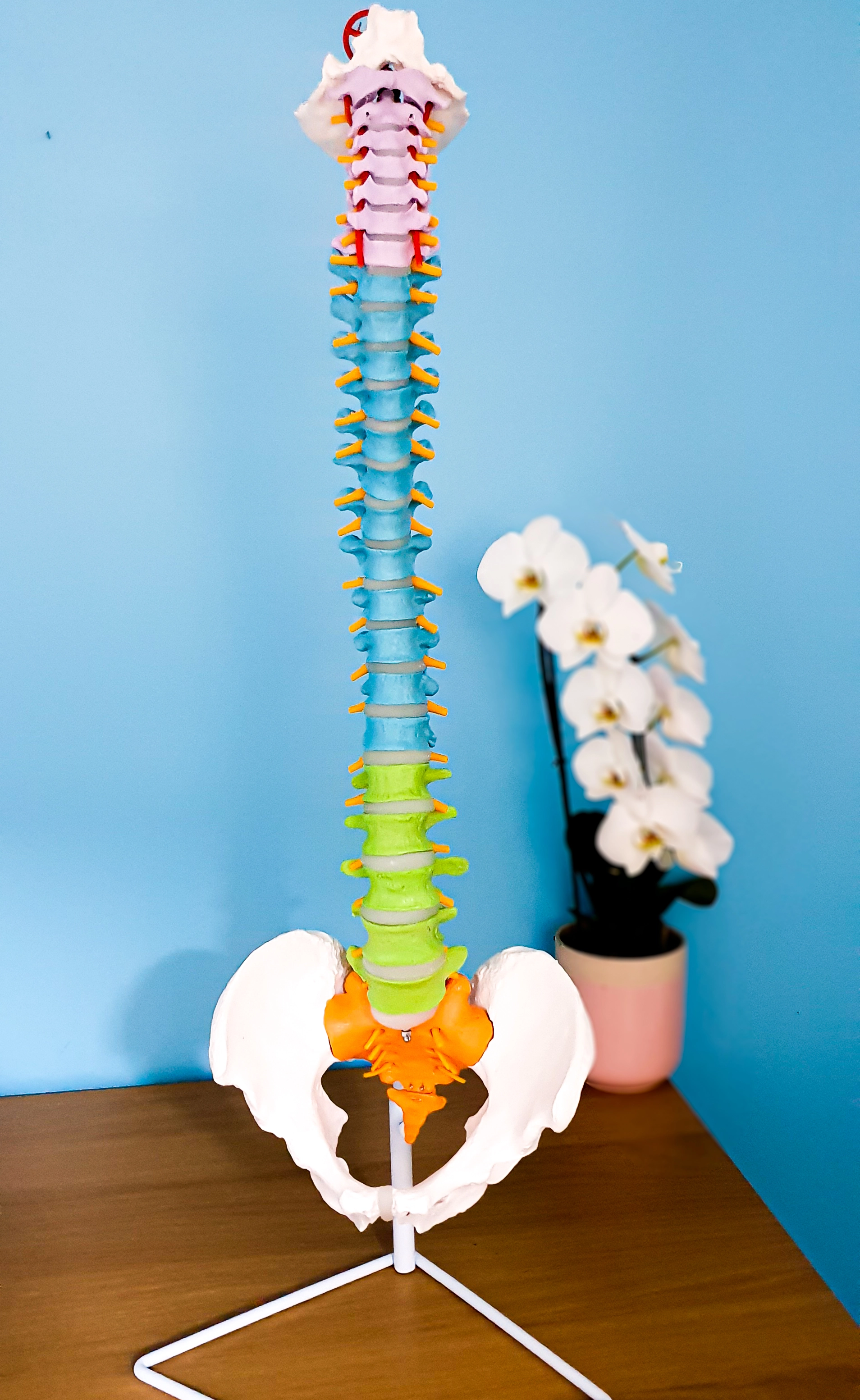 Chiropractic spine model, blue background.